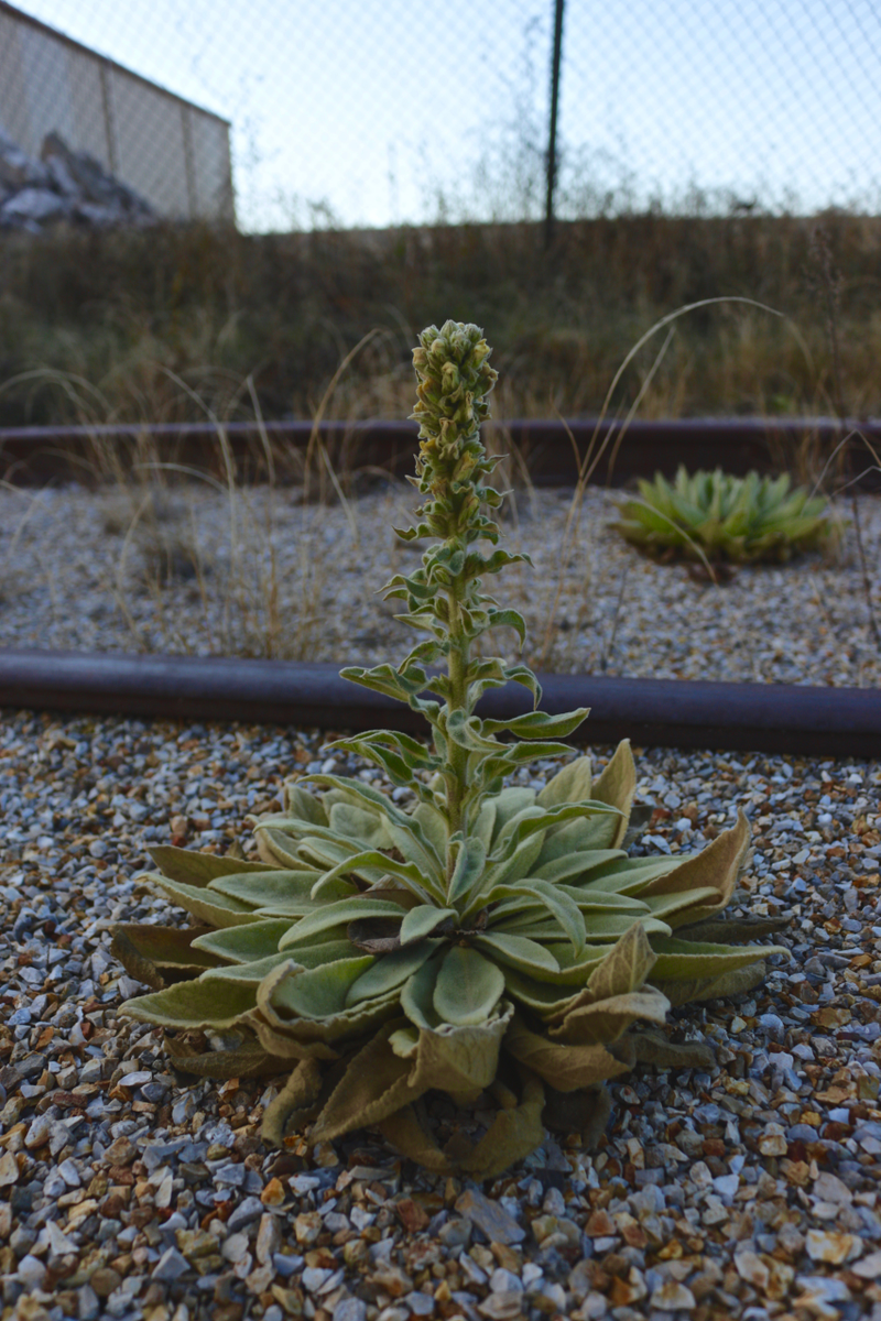 Last mullein standing. I gathered some of the fallen stems, notched and indented a board, and tried to make some fire. Managed a decent bit of smoke, but I’ll have to keep practicing, after a blister heals.
